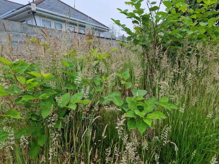 The Impact of Japanese Knotweed on Building and Infrastructure Structural Integrity