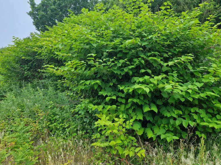 The Impact of Japanese Knotweed on Native Ecosystems