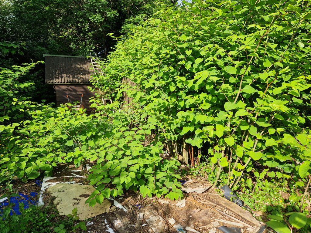 The impact of Japanese knotweed on the environment