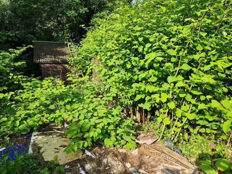 The Impact of Japanese Knotweed on Biodiversity: A Comprehensive Study