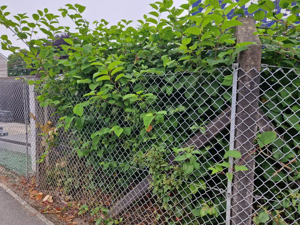 The impact of Japanese knotweed on the local ecosystem