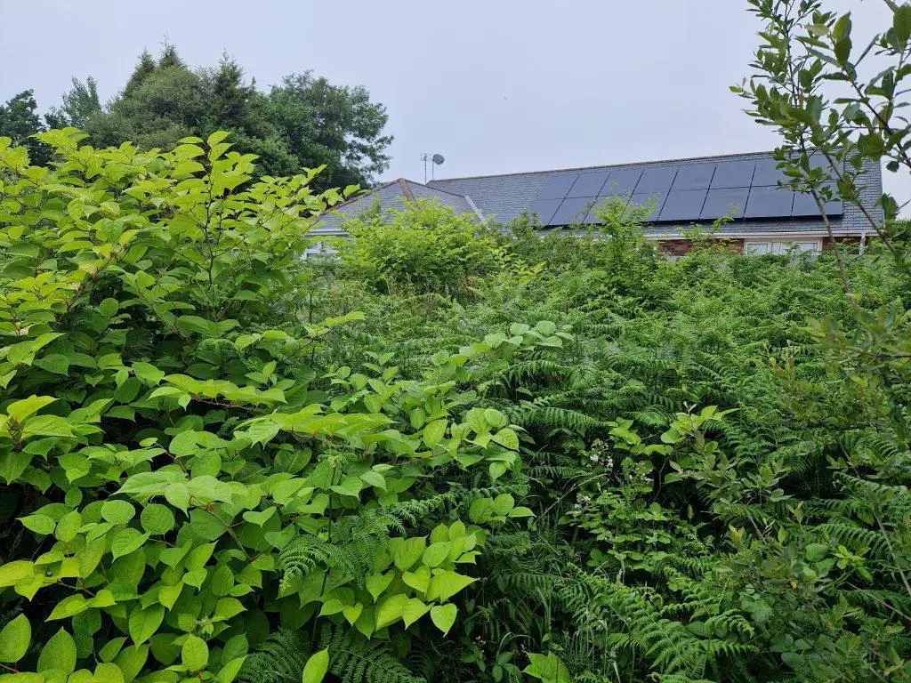 The legal implications of Japanese knotweed on properties