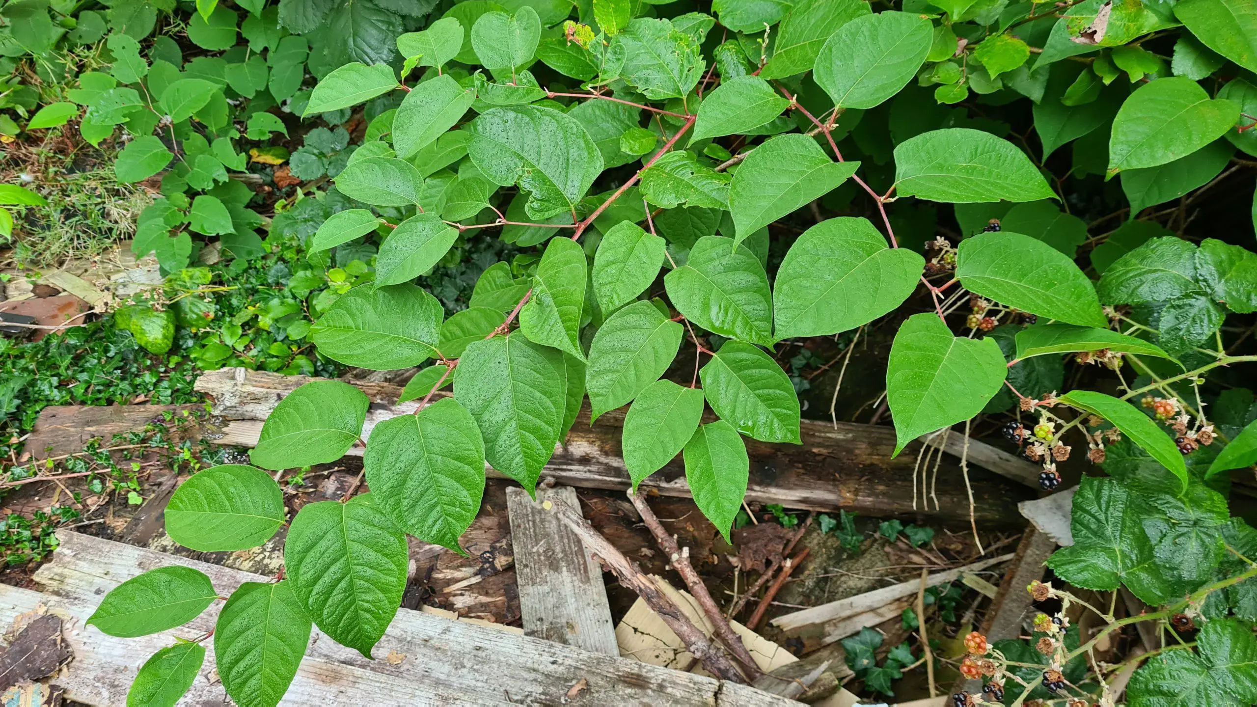 The lush green leaves of Japanese knotweed covering a vast amount of ground cover