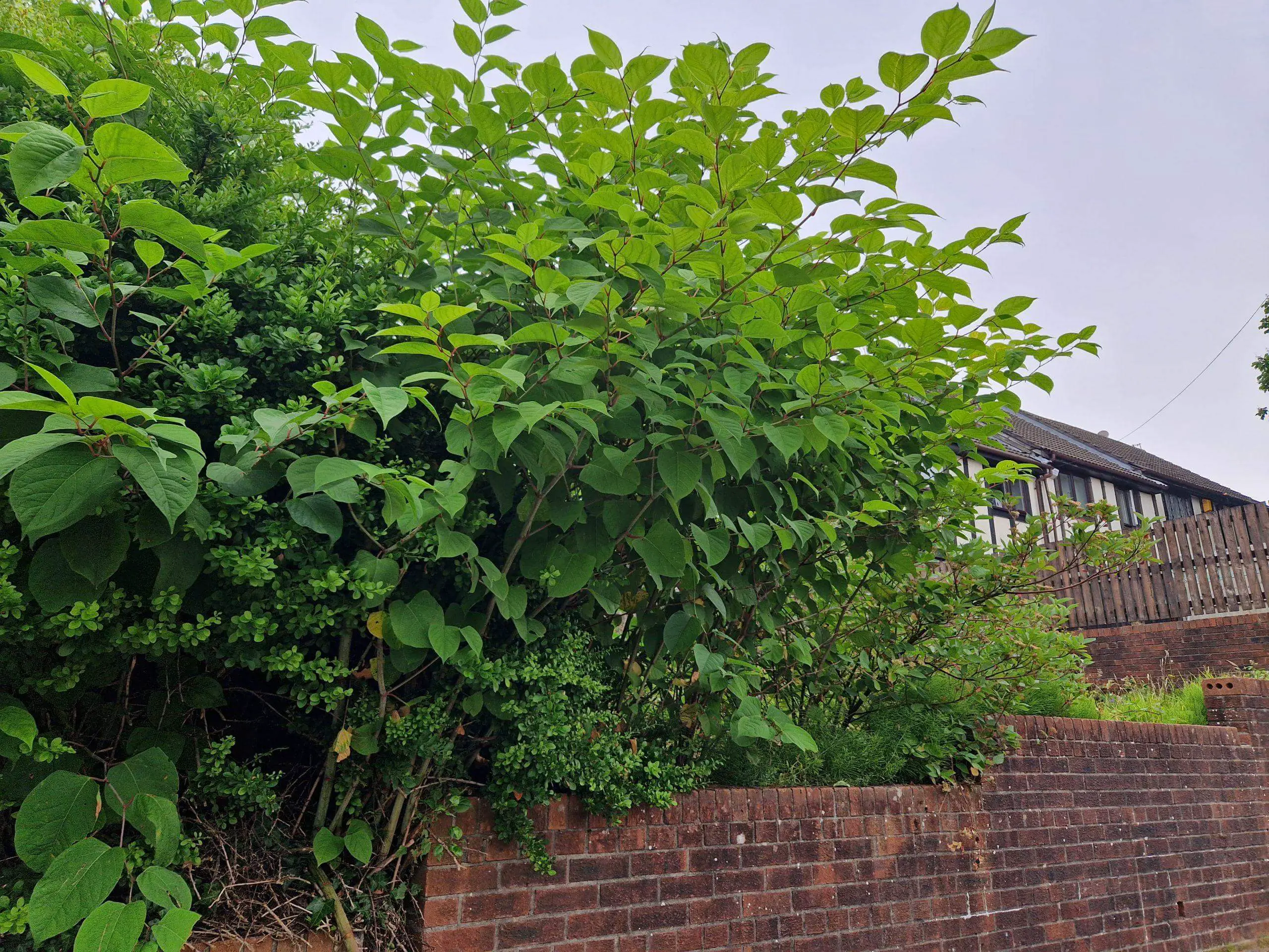 The need to identify Japanese knotweed is essential in order to act fast in removing it