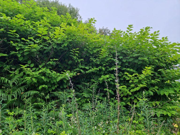 The Role of Local Authorities in Managing Japanese Knotweed