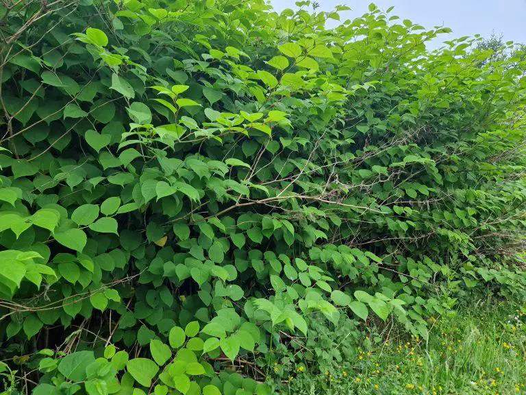 The Role of Wildlife in the Spread of Japanese Knotweed: An Investigation