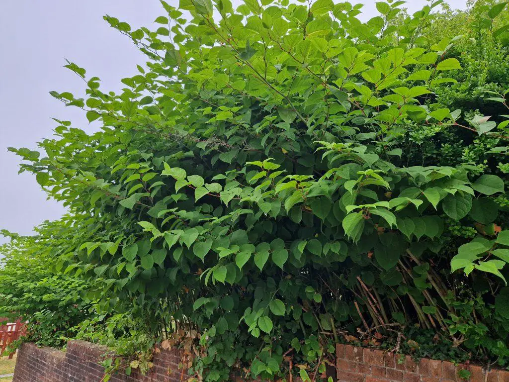 The spread of Japanese knotweed across many properties