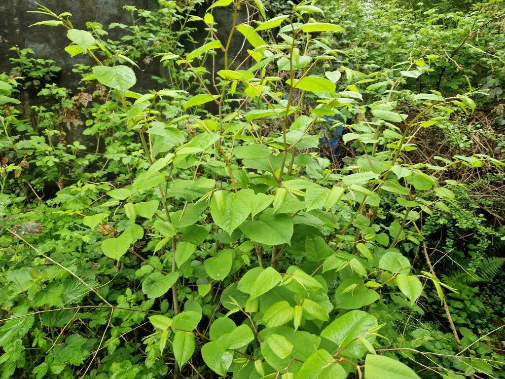 The true cost of Japanese knotweed goes beyond both time and money but also inconvenience and legal difficulties too