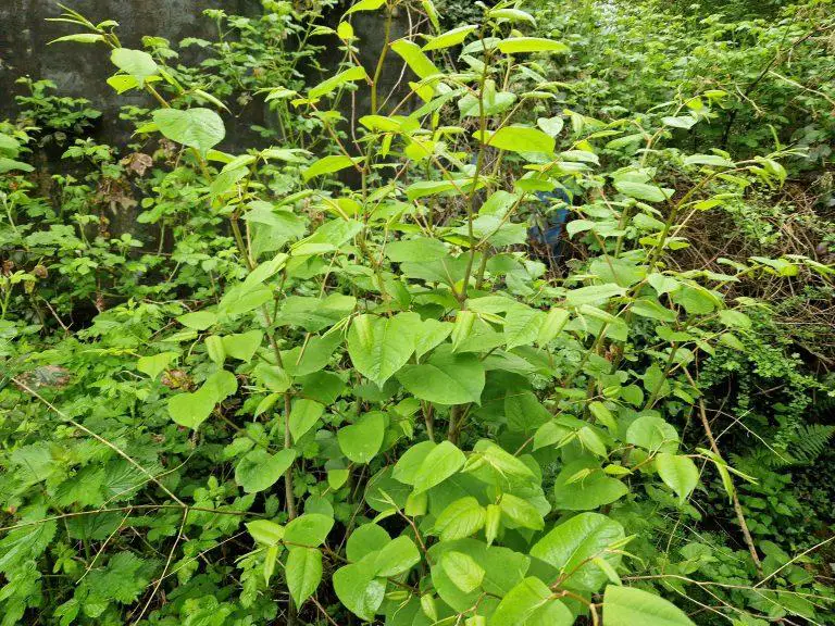 The True Cost of Japanese Knotweed Treatment