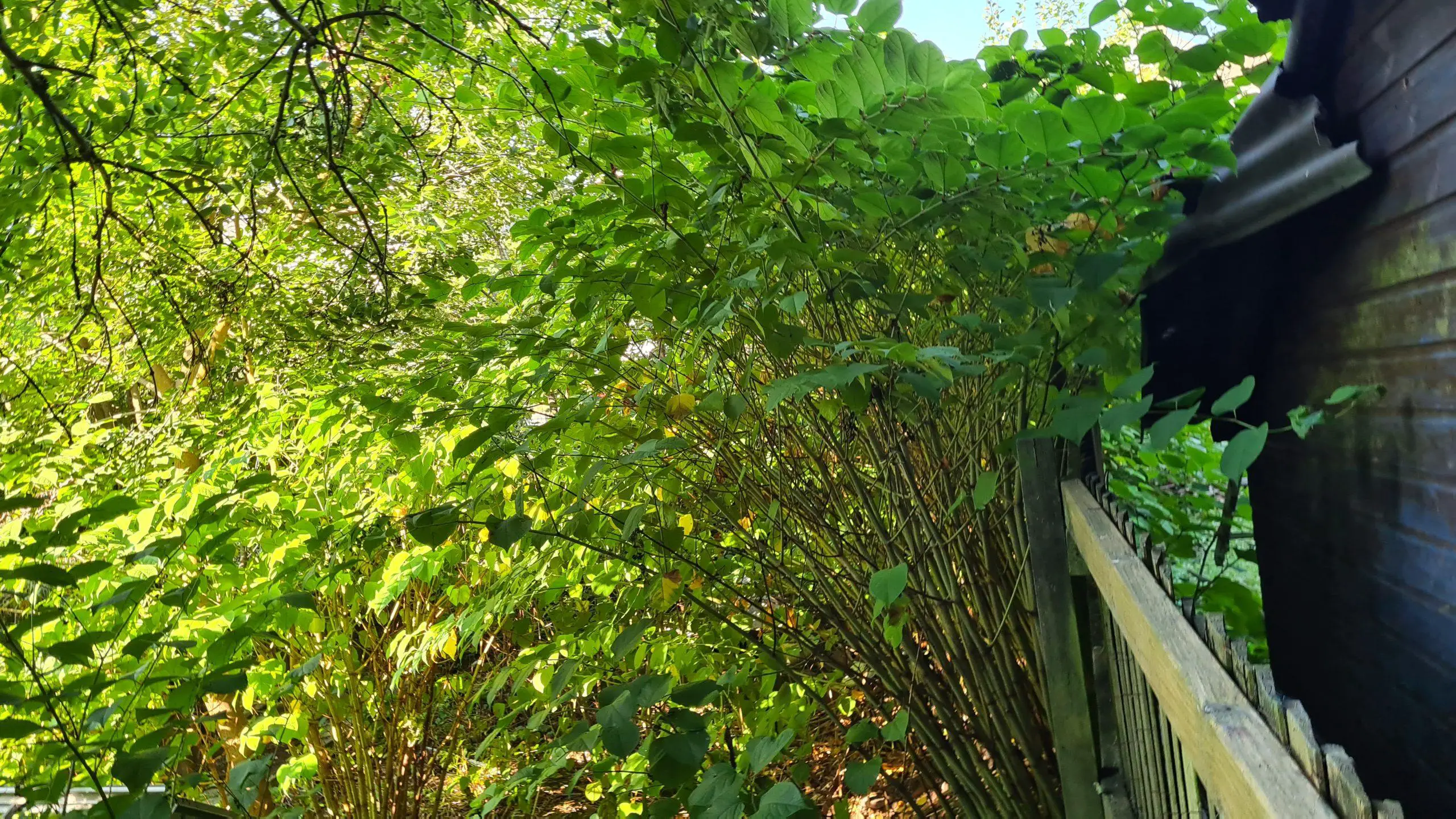 Treatment of Japanese knotweed needs to be managed methodically over a period of time for effective results