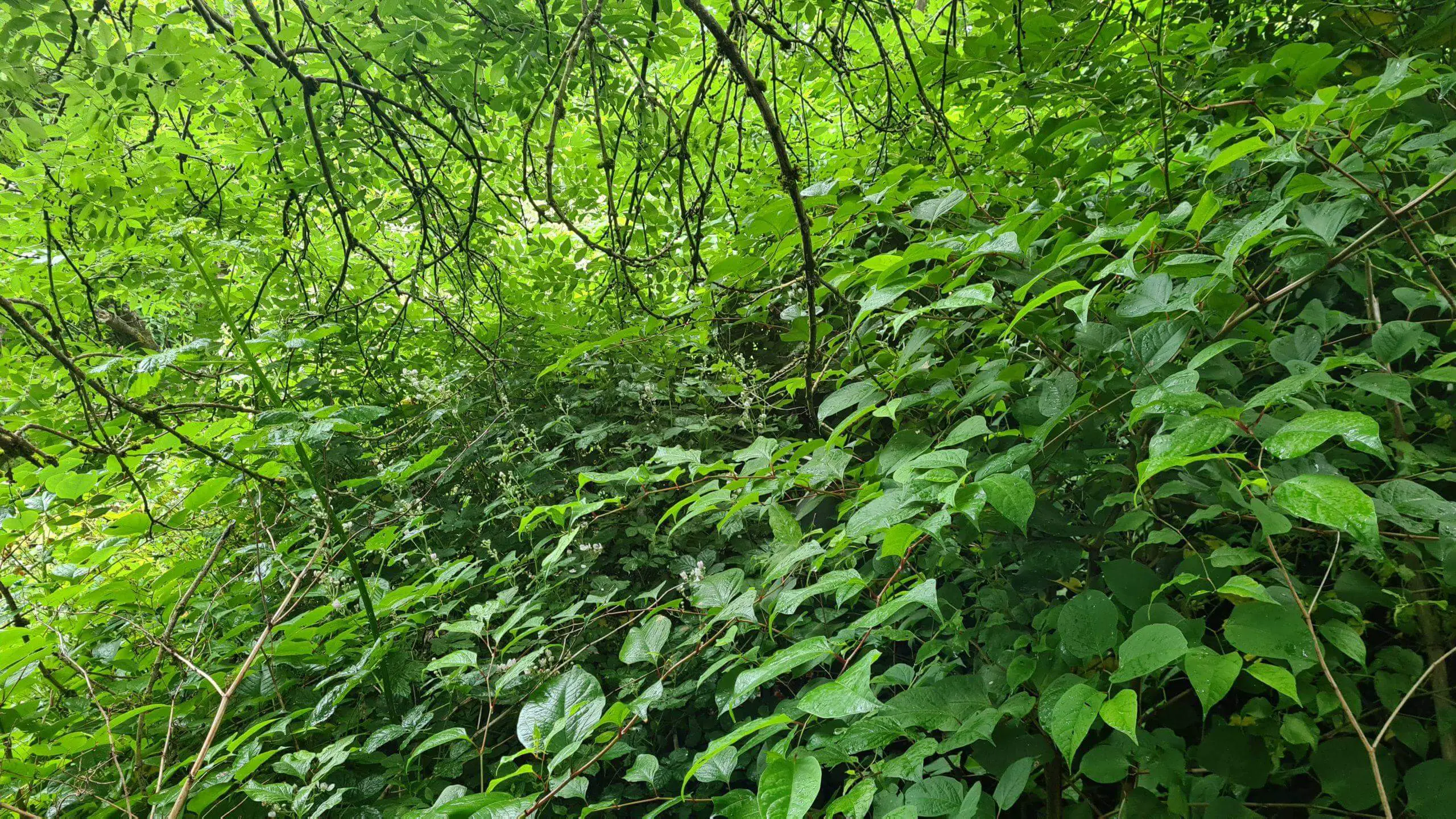 Treatment of an area of land infested by Japanese knotweed