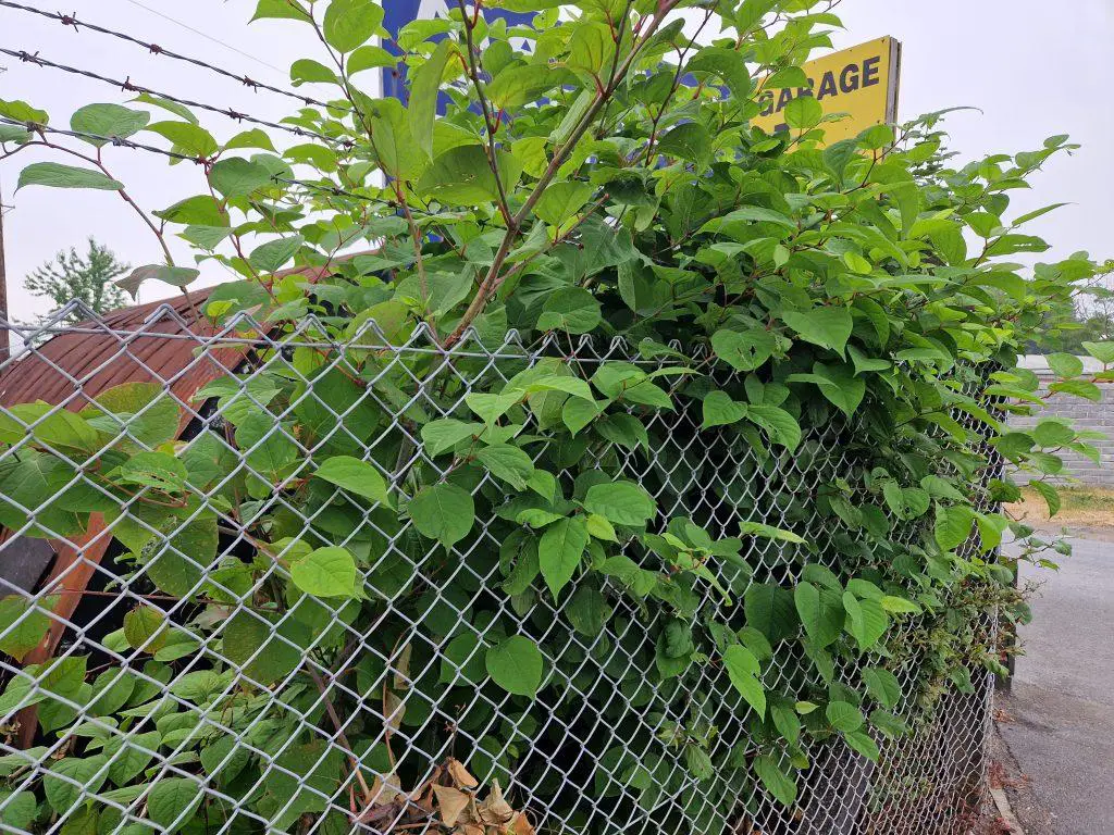 Using natural predators to manage the infestation of Japanese knotweed
