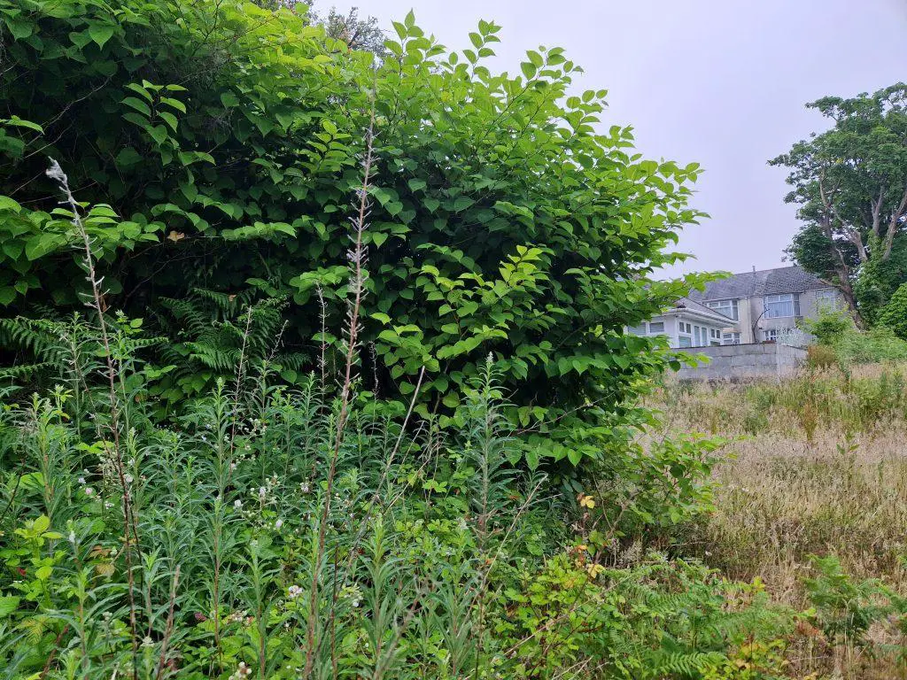 What to do when you find Japanese knotweed on your property