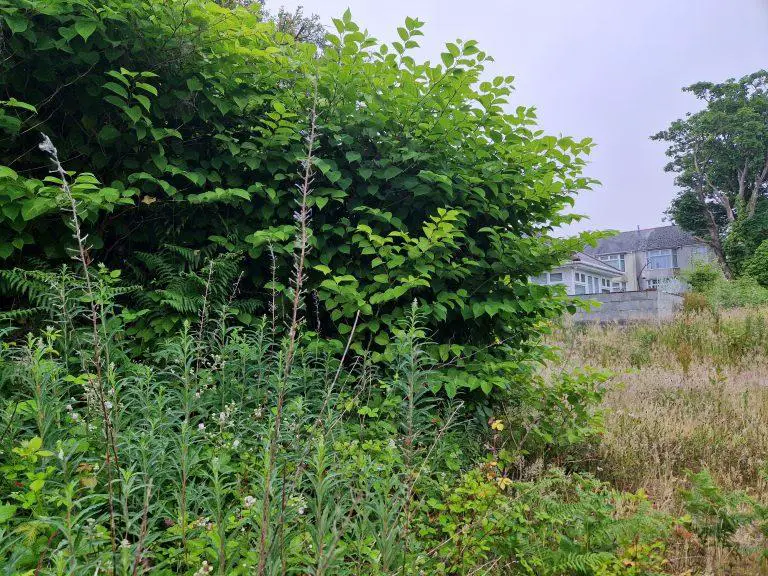 Japanese Knotweed on My Property: What to Do