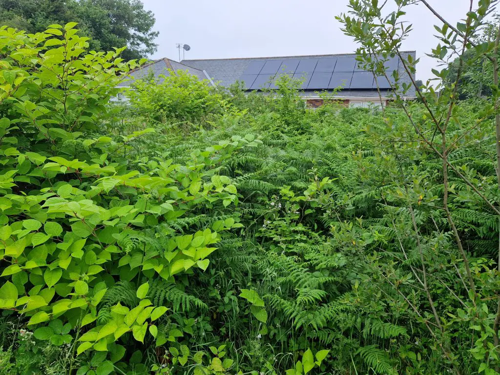 Invasive weeds are costing the UK dearly