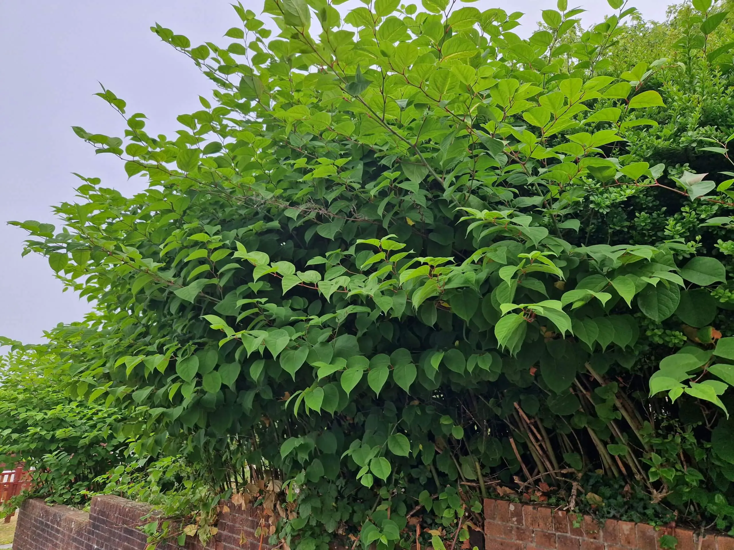 The invasive nature of Japanese knotweed costs homeowners dearly