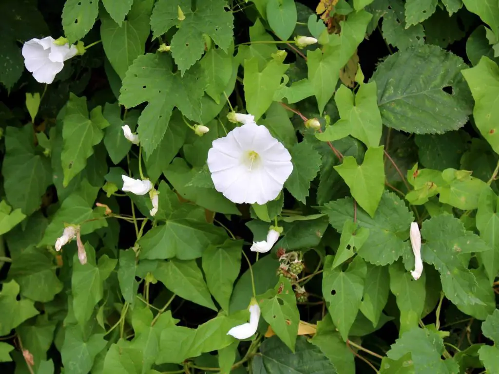 Bindweed is just one of many plants mistaken for Japanese knotweed