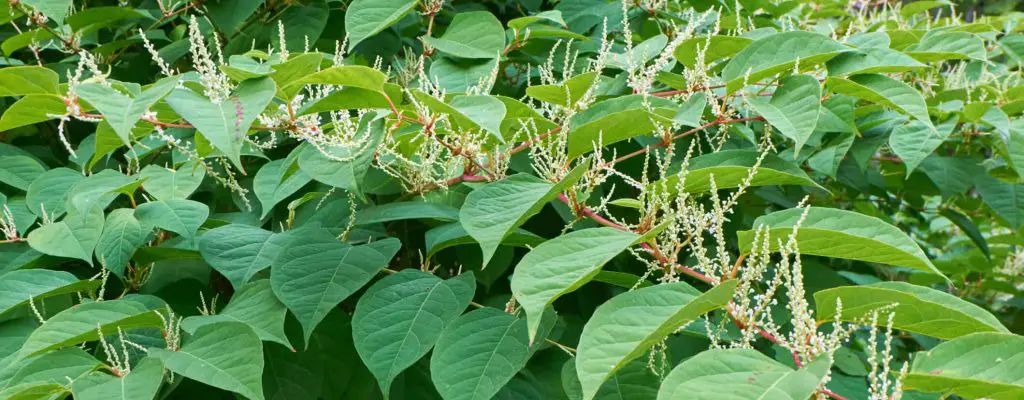 Japanese Knotweed in late summer and in full bloom
